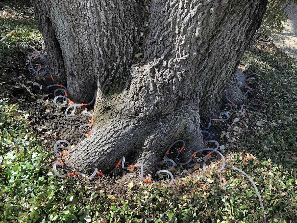 Detailed Tree Cabling and Bracing job site in Sterling Heights