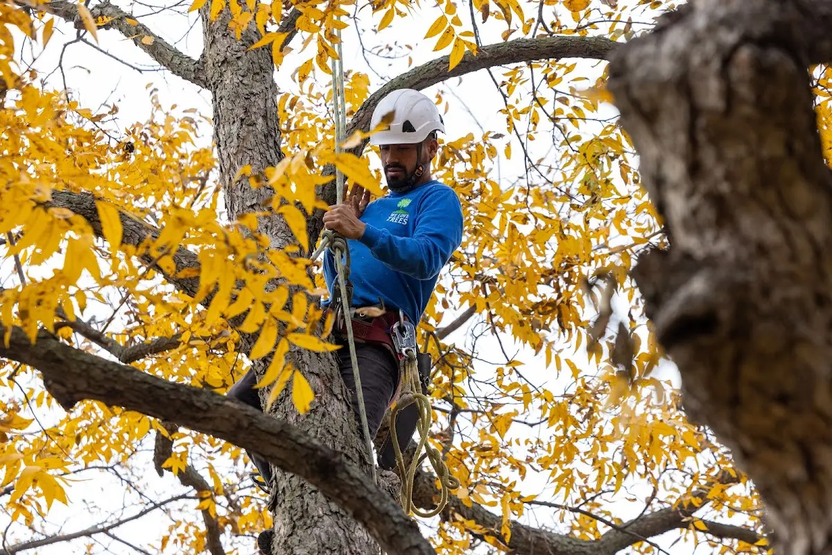 Skilled Tree Transplanting crew working in Sterling Heights